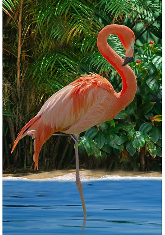 Call of the Wild- Flamingo