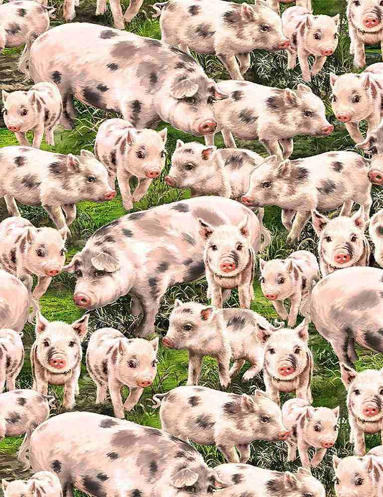 Packed Pigs
