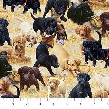 Puppies For Sale On Texture