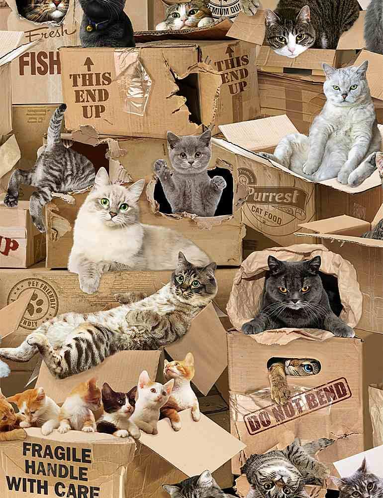 Realistic Cats in Boxes