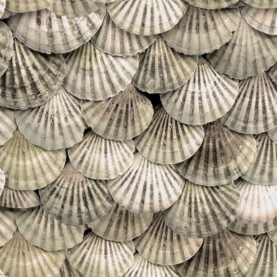 Shells Seashell All Hands on Deck